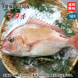 �^�� �}�_�C �i1.5�`2kg�j �h�g �ϋ� �ċ� ���� �������� �k�C��/����/���k�͕ʓr���� �F�a�C�̍K�≮ ���Q�S�ݓX