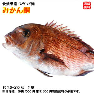 �݂���� �}�_�C �i1.8�`2.2kg�j ���Q�Y �u�����h�� �h�g �ϋ� �ċ� ���� �������ς� �������� �k�C��/����/���k�͕ʓr���� �F�a�C�̍K�≮ ���Q�S�ݓX