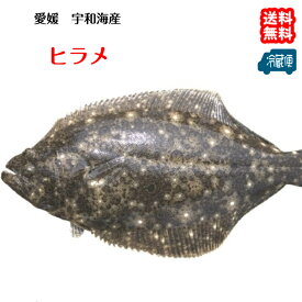ヒラメ 鮃 （0.8-1.2kg）原体サイズ 刺身 煮魚 焼魚 干物 送料無料 北海道/沖縄/東北は別途送料 宇和海の幸問屋 愛媛百貨店
