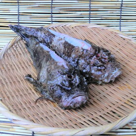 オコゼ 虎魚 （2～3匹で400～500g 原体分） 愛媛 刺身 煮魚 焼魚 送料無料 北海道/沖縄/東北は別途送料 宇和海の幸問屋 愛媛百貨店