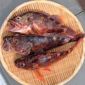 楽天市場 カサゴ その他水産物 魚介類 水産加工品 食品の通販