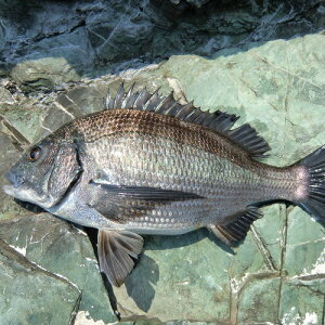 魚 クロダイ 魚の人気商品 通販 価格比較 価格 Com 魚 クロダイ 魚の人気商品 通販 価格比較 価格 Com