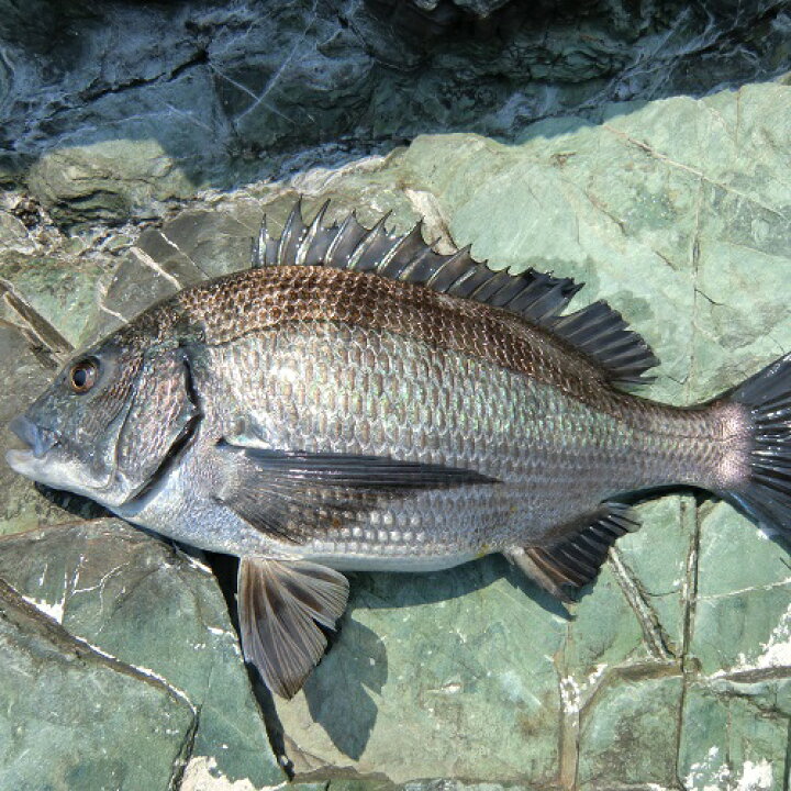 楽天市場 愛媛 クロダイ 1 1 5kg原体サイズ 刺身 煮魚 焼魚 下処理済み 送料無料 北海道 沖縄 東北は別途送料 宇和海の幸問屋 宇和海の幸問屋