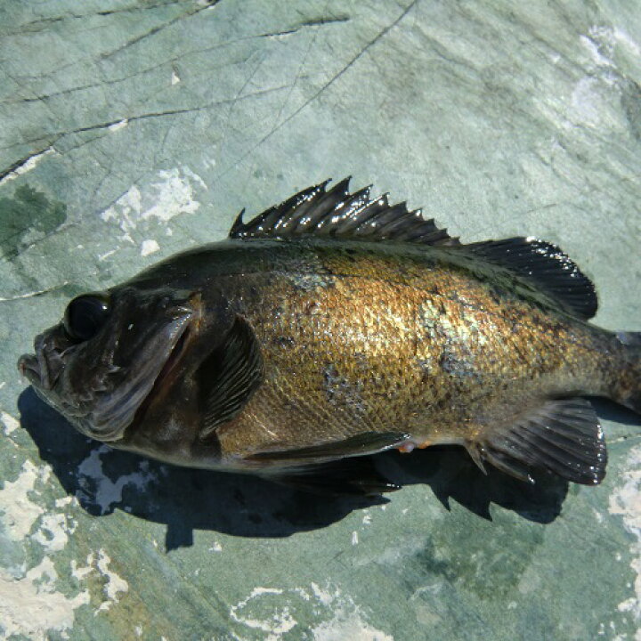 楽天市場 愛媛 メバル 1 0gサイズ 400 500g原体分 刺身 煮魚 焼魚 干物 下処理済み 送料無料 北海道 沖縄 東北は別途送料 北海道 沖縄 東北は別途送料 宇和海の幸問屋 宇和海の幸問屋