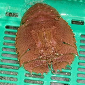 愛媛 活き ( ウチワエビ ) 5～10尾 0.9～1kg分 幻の海老 浜から直送 送料無料 北海道・沖縄・東北は別途送料 宇和海の幸問屋 愛媛百貨店