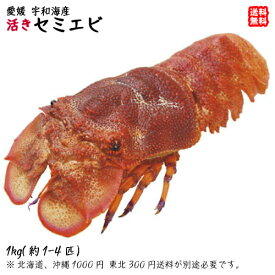 楽天市場 セミエビ 沖縄の通販