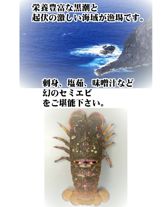 楽天市場 愛媛 天然 セミエビ 1 3尾 約400 500g 期間限定 10 1 4 30の漁期で水揚げ次第 幻の海老 浜から直送 送料無料 宇和海の幸問屋 愛媛百貨店 宇和海の幸問屋 楽天市場 愛媛 天然 セミエビ 1 3尾 約400 500g 期間限定 10 1 4 30の漁期で水揚げ次第 幻の海老 浜から直送 送料無料 宇和海の幸問屋 愛媛百貨店 宇和海の幸問屋