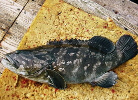 クエ （2-3kg） 刺身 鍋 宇和海産 送料込み 北海道/沖縄/東北は別途送料 宇和海の幸問屋 愛媛百貨店