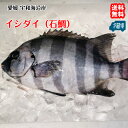 イシダイ （石鯛） 宇和海 刺身 煮魚 焼魚 干物 送料無料 宇和海の幸問屋 愛媛百貨店