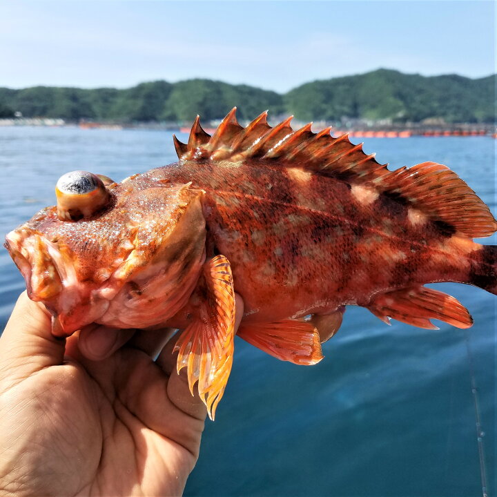 楽天市場】カサゴ （2～3匹で500～600g原体分） 煮魚 焼魚 揚げ物 送料 