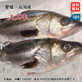 スズキ 鱸 （1.5～2kg）刺身 煮魚 焼魚 干物 送料無料 北海道/沖縄/東北は別途送料 宇和海の幸問屋 愛媛百貨店