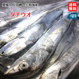 タチウオ 太刀魚 （中4～7匹で1800～2000g）天然一本釣り 愛媛 浜から直送 送料無料 北海道/沖縄/東北は別途送料 宇和海の幸問屋 愛媛百貨店