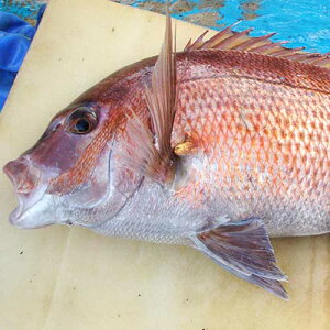 鯛 2kg 魚の人気商品 通販 価格比較 価格 Com