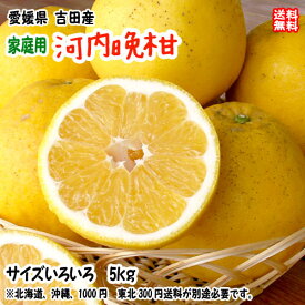 河内晩柑 かわちばんかん 家庭用 5kg サイズ不揃い 愛媛 宇和島 吉田産 爽やかジューシーな夏の柑橘 農地直送 送料無料 北海道/沖縄/東北は別途送料 宇和海の幸問屋 愛媛百貨店