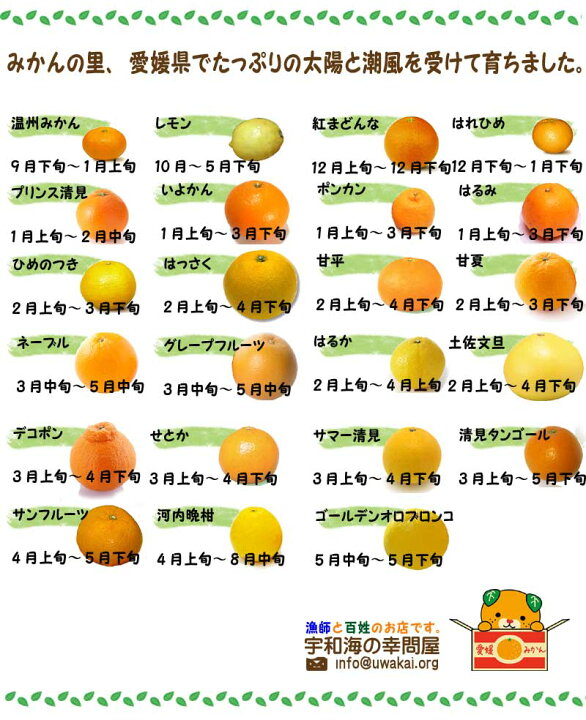 河内晩柑 かわちばんかん 訳あり 3kg サイズ不揃い 愛媛 宇和島 吉田産 爽やかジューシーな夏の柑橘 農地直送 送料無料 宇和海の幸問屋 愛媛百貨店 愛南ゴールド グレープフルーツ ナダオレンジ 特売 セール 柑橘 みかん お中元 宇和海の幸問屋
