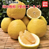 愛南ゴールド （河内晩柑） 愛媛 愛南町産 爽やかジューシーな夏の柑橘 ブランドの品質 送料無料 宇和海…