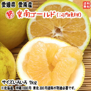 ����S�[���h �͓��ӊ� �i�󂠂� 7kg�j �T�C�Y�s���� ���Q ���쒬�Y �u�₩�W���[�V�[�ȉĂ̊��k �u�����h�̕i�� �������� �F�a�C�̍K�≮ ���Q�S�ݓX