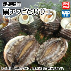 黒アワビ （2～5枚で400～500g分）＆サザエ （8～12個で900～1000g） 浜から直送 送料無料 北海道/沖縄/東北は別途送料 宇和海の幸問屋 愛媛百貨店