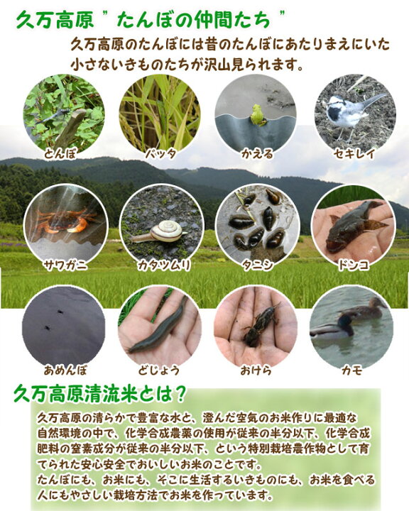 楽天市場】コシヒカリ （玄米1000g or 白米900g） 2025年令和7年産 