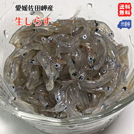 生しらす 1kg（100g×10p） 愛媛 佐田岬産 冷凍便 送料無料 北海道/沖縄/東北は別途送料 浜から直送 無添…