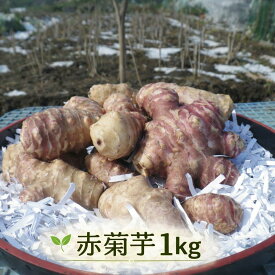 赤菊芋 生菊芋 1kg (1キロ) 国産 即納 農家直送 北海道・岐阜県産 新鮮 根菜 野菜 家庭用 訳あり