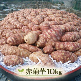 赤菊芋 生菊芋 10kg(10キロ) 国産 農家直送 即納 新鮮 根菜 野菜 大容量 業務用 訳あり