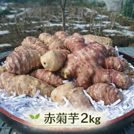 赤菊芋 生菊芋 2kg (2キロ) 国産 農家直送 即納 新鮮 根菜 野菜 家庭用 まとめ買い 訳あり