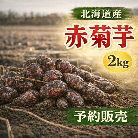 菊芋【予約販売】北海道産 赤菊芋（紫菊芋系統）生菊芋 2kg 土付き 不揃い 菊芋 きくいも キクイモ 野菜 根菜 北海道 野菜 旬 野菜 健康野菜 4月末収穫分 5月入荷次第発送 WAKASUGI