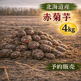 【予約販売】北海道産 赤菊芋（紫菊芋系統）生菊芋 4kg 土付き 不揃い 菊芋 きくいも キクイモ 野菜 根菜 北海道 野菜 旬 野菜 健康野菜 4月末収穫分 5月入荷次第発送 WAKASUGI