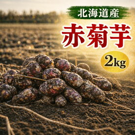 菊芋【予約販売11月入荷】北海道産 赤菊芋（紫菊芋系統）生菊芋 2kg 土付き 不揃い 菊芋 きくいも キクイモ 野菜 根菜 北海道 野菜 旬 野菜 健康野菜 WAKASUGI 11月入荷次第発送