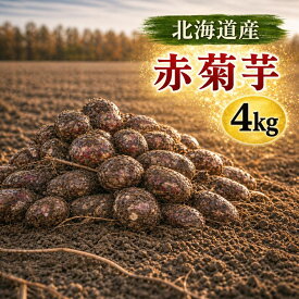 菊芋【予約販売11月入荷】北海道産 赤菊芋（紫菊芋系統）生菊芋 4kg 土付き 不揃い 菊芋 きくいも キクイモ 野菜 根菜 北海道 野菜 旬 野菜 健康野菜 4月末収穫分 5月入荷次第発送 WAKASUGI 11月入荷次第発送