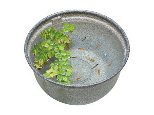 y12/1聚Pő20{`XIz_JC _Ĵ߂̎甫 ݂370 _JEϏ܂ł Ϗ܋pi  ȈՒr GEX 