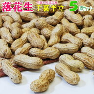 2025年産から付 落花生 「千葉半立」5個セット千葉 やちまた 産ピーナッツおつまみ 【送料込み】