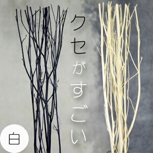 y30cmE30gzA}fBt[U[p[hXeBbN VR AEbh@( twig [tOX p Ɩp aroma)