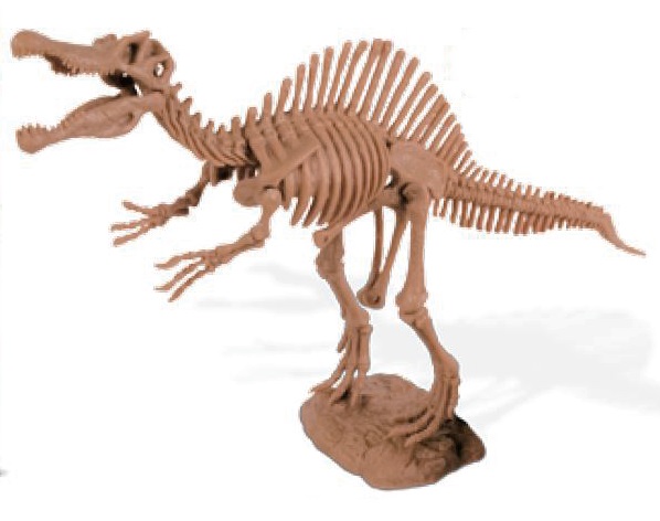 発掘して出てきた骨を組み立てて恐竜骨格を完成させよう 恐竜発掘組セット スピノサウルス 5％OFF セール価格