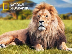 3D �W�O�\�[�p�Y�� �y�A�t���J���C�I���z500�s�[�X NATIONAL GEOGRAPHIC ���C�I�� ���� ���������� ���������� �]�g�� �v���[���g �m��ߋ�