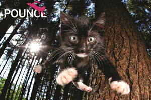 3D �W�O�\�[�p�Y�� �y�L�̃X�k�[�J���z150�s�[�X POUNCE ���킢�� ���� ���������� �]�g�� �v���[���g �m��ߋ�