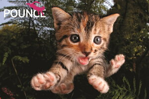 3D �W�O�\�[�p�Y�� �y�L�̃t�@�Y�o�P�b�g�z150�s�[�X POUNCE �l�R ���킢�� ���������� �]�g�� �v���[���g �m��ߋ�
