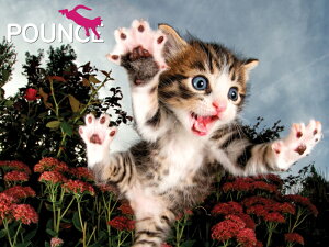 3D �W�O�\�[�p�Y�� �y�L�т�����I�z100�s�[�X POUNCE ���������� ���킢�� �v���[���g �]�g�� �m��ߋ� ���� �y�b�g