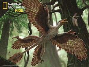 始祖鳥の人気商品 通販 価格比較 価格 Com