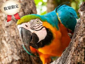 ���ʌ���3D�p�Y���y�I�E���z48�s�[�X