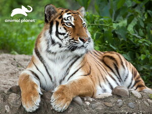 3D �W�O�\�[�p�Y�� �y�g���z500�s�[�X animal planet ���� ���������� ���������� �v���[���g �]�g�� �m��ߋ�