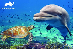 3D �W�O�\�[�p�Y�� �y�C���J���J���z150�s�[�X animal planet �C �� ���킢�� ���������� �]�g�� �v���[���g �m��ߋ�