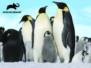 3D WO\[pY yyMz100s[X animal planet   킢 v[g ]g mߋ