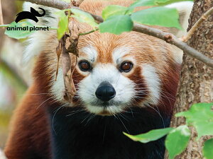 3D �W�O�\�[�p�Y�� �y���b�T�[�p���_�z100�s�[�X AnimalPlanet �p���_ ���� ���������� ���킢�� �v���[���g �]�g�� �m��ߋ�