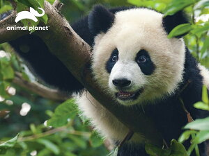 3D �W�O�\�[�p�Y�� �y�W���C�A���g�p���_�z100�s�[�X AnimalPlanet ���� �p���_ ���킢�� ���������� �]�g�� �v���[���g �m��ߋ�