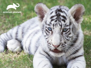 3D �W�O�\�[�p�Y�� �y�z���C�g�^�C�K�[�z63�s�[�X animal planet �g�� ���� ���������� �쐶 ���������� �]�g�� �v���[���g �m��ߋ�