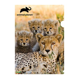 3D NAz_[y`[^[Ƒz  [ NAt@C v[g