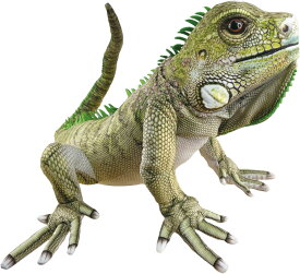 【可動式ぬいぐるみ】イグアナ 大 リアル 動く 可愛い ポーズ自由 ぬい撮り クリスマス プレゼント ギフト 贈り物 子ども 誕生日 癒し インテリア 絵本付き（作：たかいよしかず） ANI・PAL アニパル