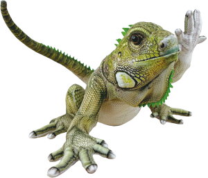 Rɓʂ݁wANIEPAL-Ajp-x/ COAi